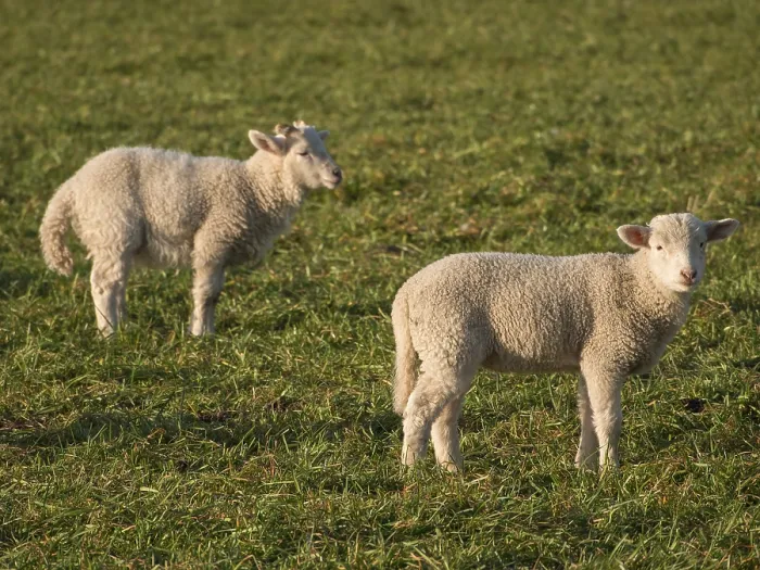 Framed Print : Two young lambs stand side by side on a green field
