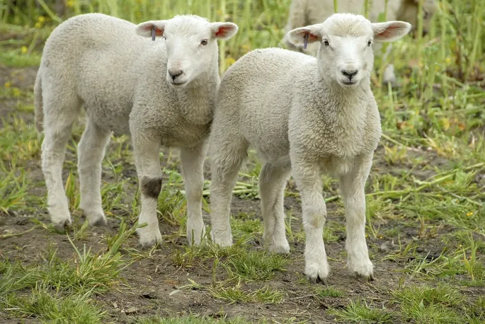 Framed Print : Two young lambs standing close to each other in a meadow Framed Print : Two young lambs standing close to each other in a meadow