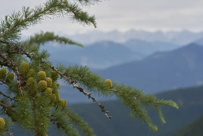 Framed Print : Young larch cones, larch (Larix) Framed Print : Young larch cones, larch (Larix)