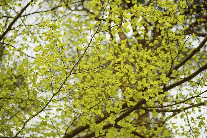 Framed Print : Young leaves in the spring forest from Beech Framed Print : Young leaves in the spring forest from Beech