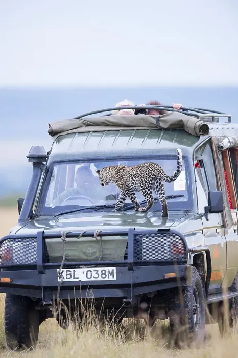 Framed Print : Young leopard (Panthera pardus) on a tourist car