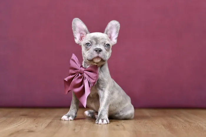 Framed Print : Young Lilac Brindle French Bulldog dog puppy with healthy long nose and ribbon in front of studio background