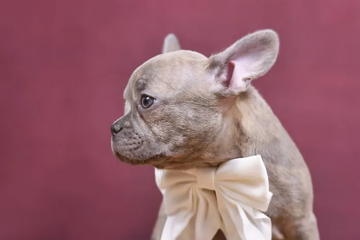 Framed Print : Young lilac Brindle French Bulldog dog puppy with long healthy nose in front of studio background