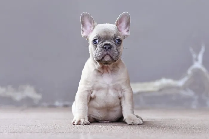Framed Print : Young lilac fawn colored French Bulldog dog puppy with large funny not straight blue eyes in front of gray background