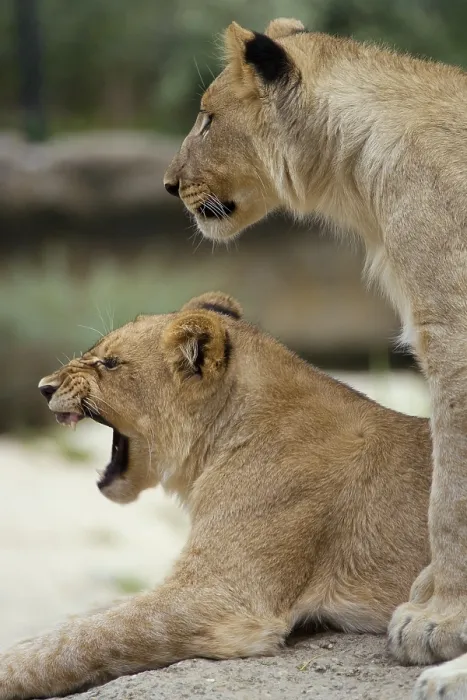 Framed Print : Young lions (Panthera leo), Zoo of Basel