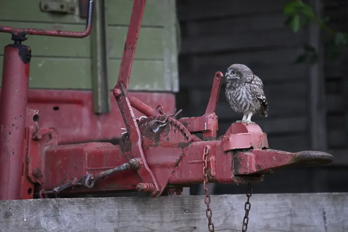 Framed Print : A young little owl (Athene noctua) sitting on the drawbar of an old agricultural implement