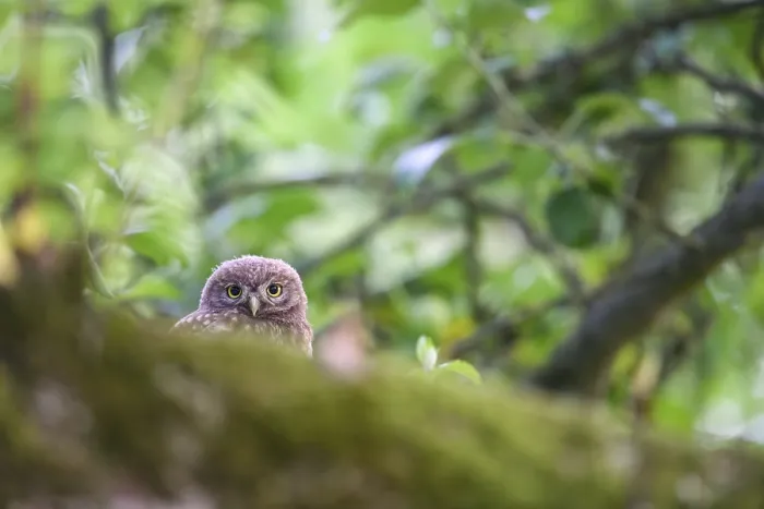 Framed Print : Young little owl (Athene noctua) sitting on a moss-covered branch on an apple tree