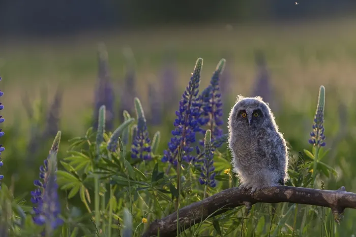 Framed Print : One young long-eared owl (Asio otus)