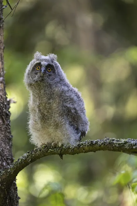 Framed Print : One young long-eared owl (Asio otus)