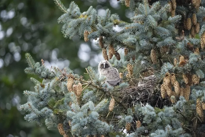 Framed Print : Young long-eared owl (Asio otus) forest spirits sitting in the nest surrounded by pine cones and needles in a tree