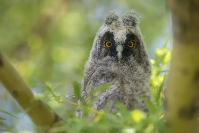 Framed Print : Young long-eared owl (Asio otus) sitting in tree Framed Print : Young long-eared owl (Asio otus) sitting in tree