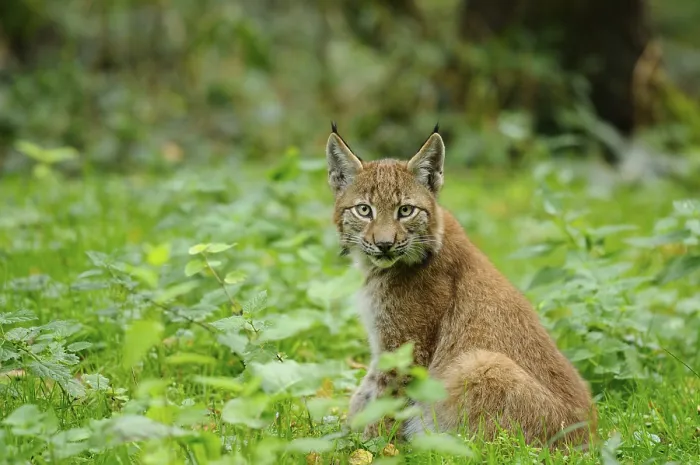 Framed Print : A young lynx in the forest looks curiously into the camera