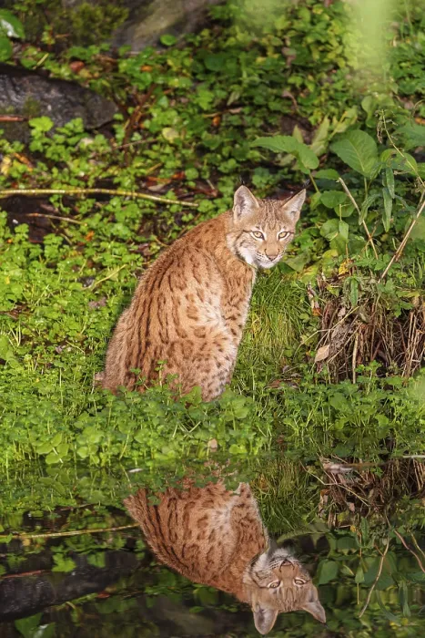 Framed Print : A young lynx (Lynx lynx) sits by a pond in which it is reflected