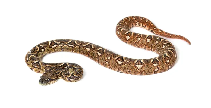 Framed Print : Young Madagascar tree boa, Sanzinia madagascariensis