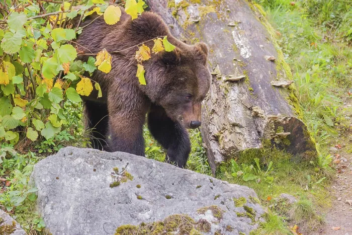 Framed Print : A young male brown bear (Ursus arctos arctos) walks down a hill between rocks and rotten logs Framed Print : A young male brown bear (Ursus arctos arctos) walks down a hill between rocks and rotten logs