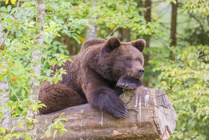Framed Print : A young male Eurasian brown bear (Ursus arctos arctos) rests on a rotting log lying on the ground Framed Print : A young male Eurasian brown bear (Ursus arctos arctos) rests on a rotting log lying on the ground
