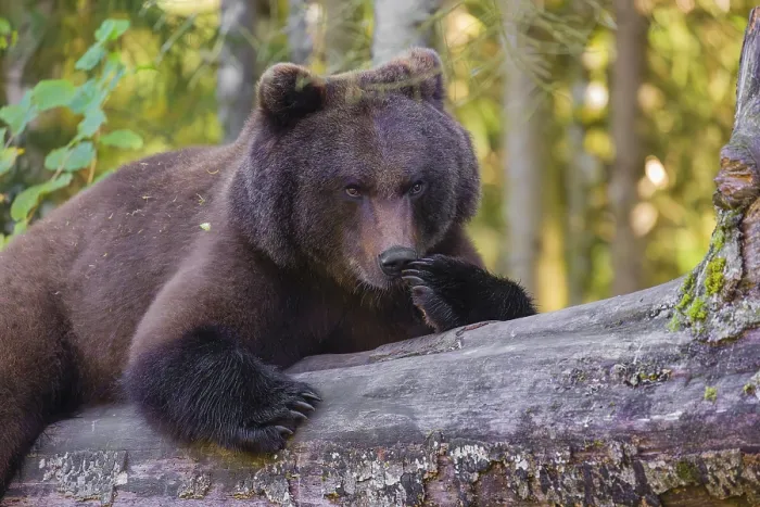 Framed Print : A young male Eurasian brown bear (Ursus arctos arctos) rests on a rotting log lying on the ground