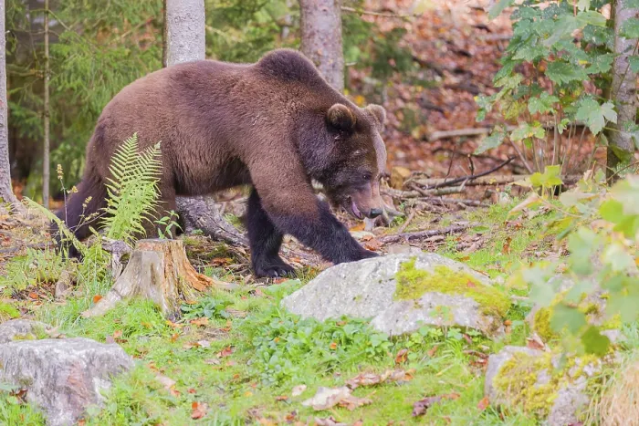 Framed Print : A young male Eurasian brown bear (Ursus arctos arctos) runs through a forest