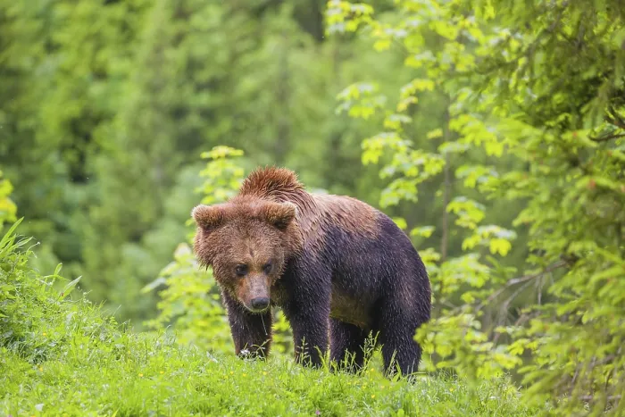 Framed Print : A young male eurasian brown bear (Ursus arctos arctos) runs across a meadow in hilly terrain