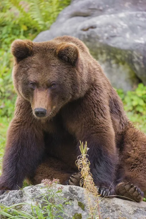 Framed Print : A young male Eurasian brown bear (Ursus arctos arctos) sits on a meadow behind some vegetation