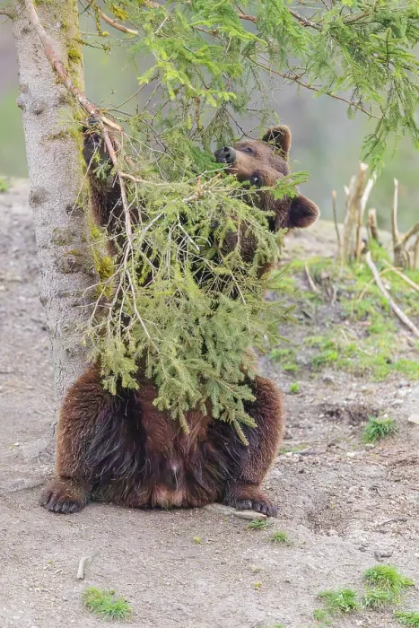 Framed Print : A young male Eurasian brown bear (Ursus arctos arctos) sits under a spruce tree and eats the needles