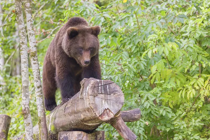 Framed Print : A young male Eurasian brown bear (Ursus arctos arctos) stands on a rotting log lying on the ground Framed Print : A young male Eurasian brown bear (Ursus arctos arctos) stands on a rotting log lying on the ground