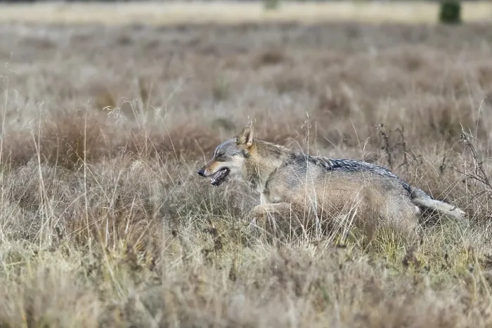 Framed Print : One young male eurasian gray wolf (Canis lupus lupus) running over a meadow with tall grass