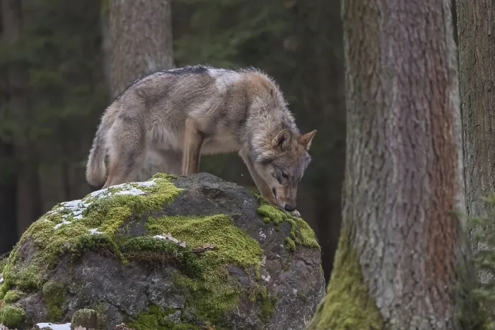 Framed Print : One young male eurasian gray wolf (Canis lupus lupus) standing on a mossy rock in a forest with some snow around