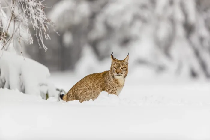 Framed Print : One young male Eurasian lynx, (Lynx lynx)