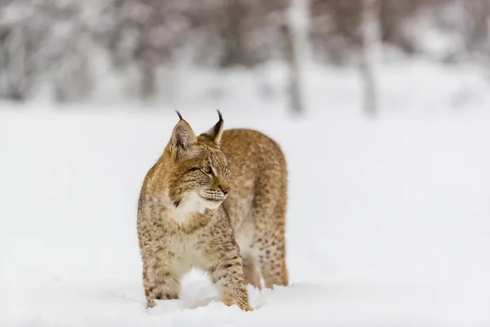 Framed Print : One young male Eurasian lynx, (Lynx lynx) Framed Print : One young male Eurasian lynx, (Lynx lynx)