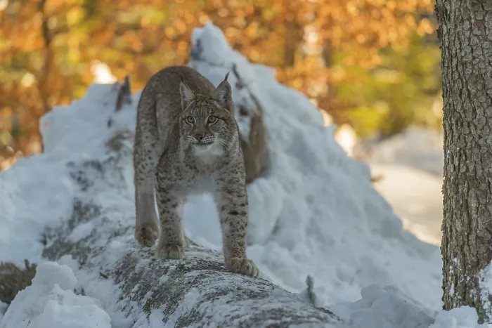 Framed Print : One young male Eurasian lynx, (Lynx lynx)