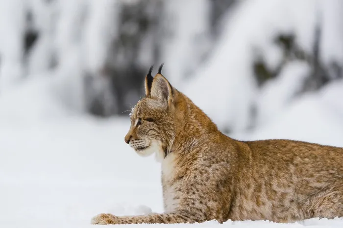 Framed Print : One young male Eurasian lynx, (Lynx lynx)