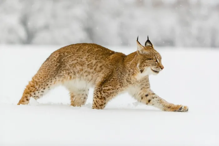 Framed Print : One young male Eurasian lynx, (Lynx lynx)