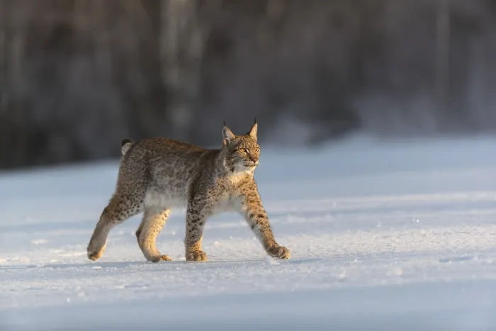 Framed Print : One young male Eurasian lynx, (Lynx lynx)