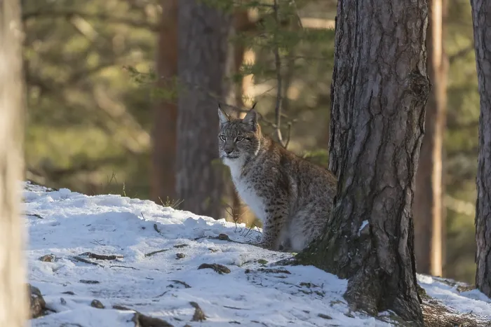 Framed Print : One young male Eurasian lynx, (Lynx lynx)