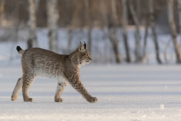 Framed Print : One young male Eurasian lynx, (Lynx lynx)