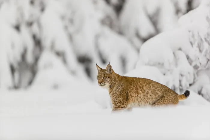 Framed Print : One young male Eurasian lynx, (Lynx lynx)