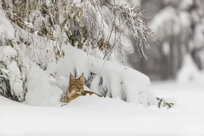 Framed Print : One young male Eurasian lynx, (Lynx lynx)