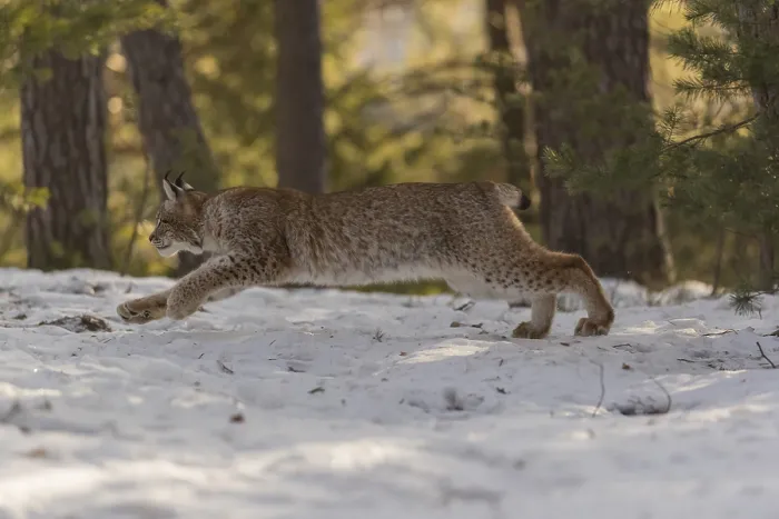 Framed Print : One young male Eurasian lynx, (Lynx lynx)