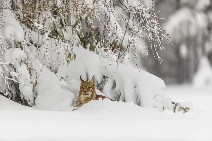 Framed Print : One young male Eurasian lynx, (Lynx lynx)