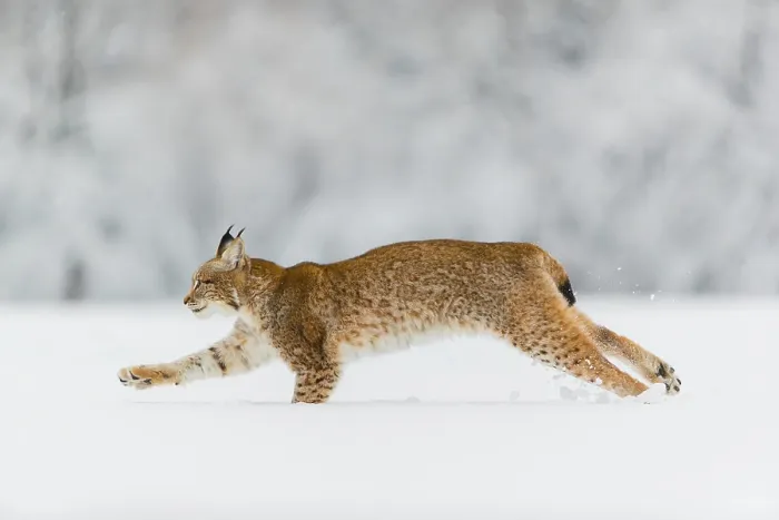 Framed Print : One young male Eurasian lynx, (Lynx lynx)
