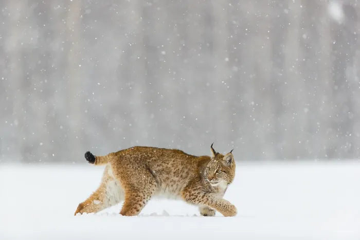 Framed Print : One young male Eurasian lynx, (Lynx lynx)