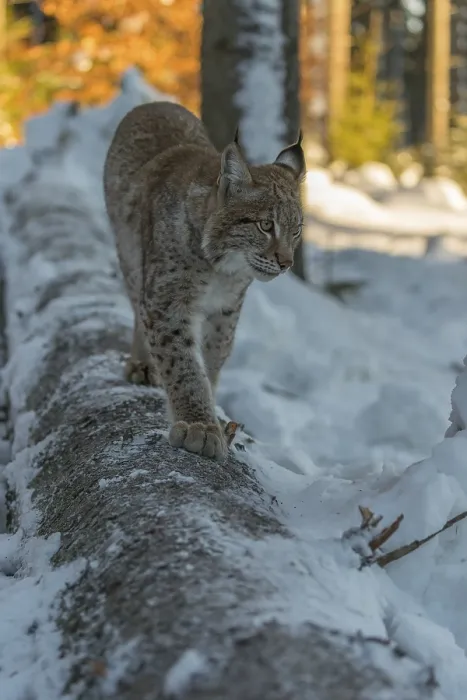 Framed Print : One young male Eurasian lynx, (Lynx lynx)