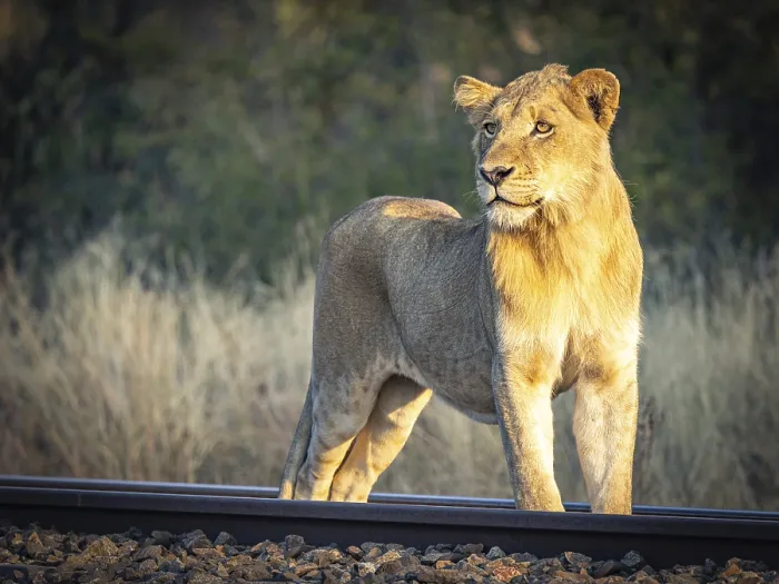 Framed Print : Young male lion (Panthera leo) standing on railway track