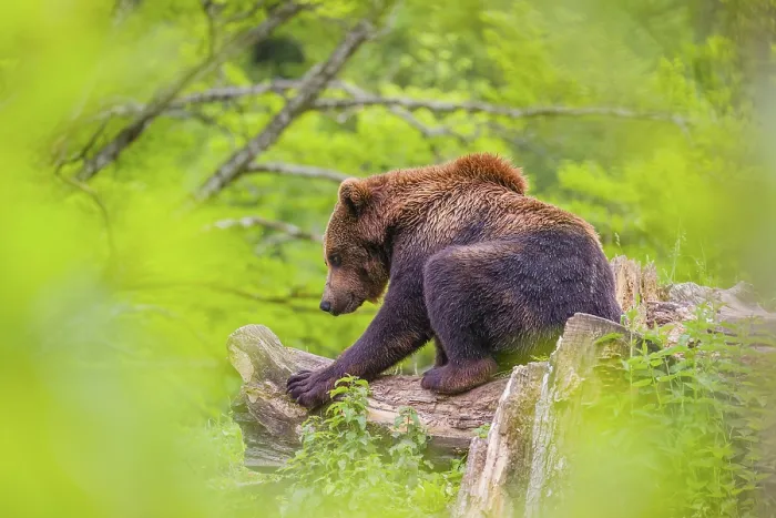 Framed Print : A young male (Ursus arctos arctos) rests on a hilltop on a rotting tree Framed Print : A young male (Ursus arctos arctos) rests on a hilltop on a rotting tree