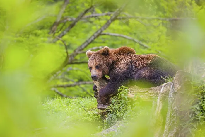 Framed Print : A young male (Ursus arctos arctos) rests on a hilltop on a rotting tree Framed Print : A young male (Ursus arctos arctos) rests on a hilltop on a rotting tree