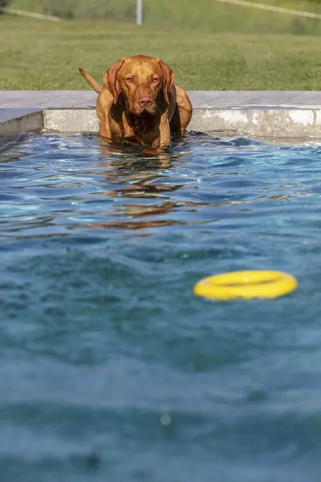Framed Print : Young male Vizsla swimming after a ring Framed Print : Young male Vizsla swimming after a ring