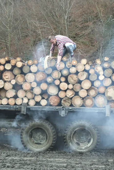 Framed Print : Young man on vintage truck with logs in the forest Framed Print : Young man on vintage truck with logs in the forest