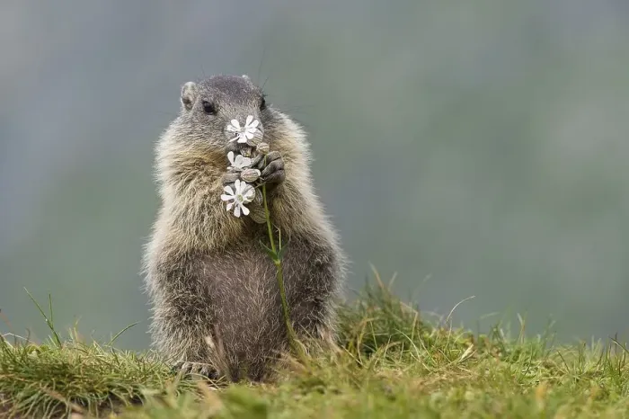 Framed Print : Young marmot (Marmota marmota) eating flower in the Alps Framed Print : Young marmot (Marmota marmota) eating flower in the Alps