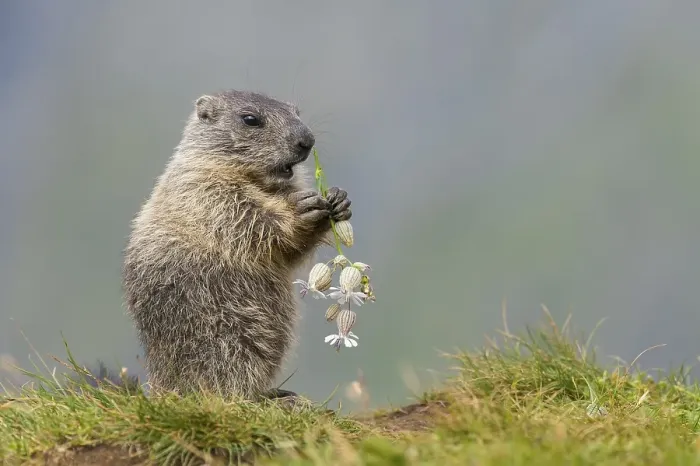 Framed Print : Young marmot (Marmota marmota) eating flower in the Alps